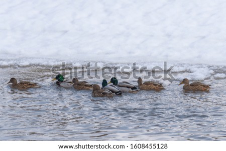 Wild ducks on water, in winter