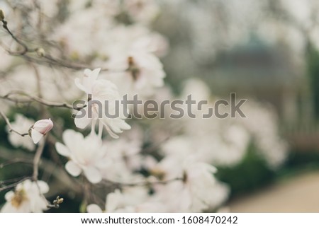 white stellata magnolia flower on a branch in the spring
