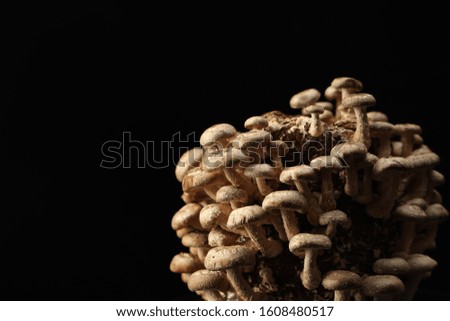 Closeup of fresh mushrooms, Food