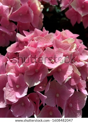 A picture of a pink hydrangea