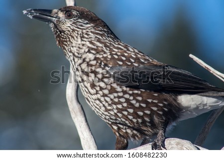 Spotted nutcracker against the background of a snow forest, selective focus, blurred background