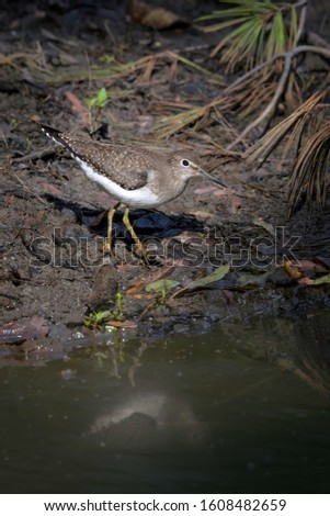 Sandpiper on the edge of a pond.