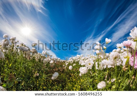 Picturesque field of flowering white and pink buttercups. The blue sky and light clouds are illuminated by the warm spring sun. The concept of artistic photography