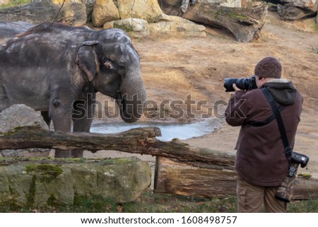 Photographer takes pictures of an elephant.The Asian elephant (Elephas maximus)