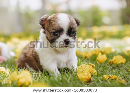 chihuahua puppy in basket flowers