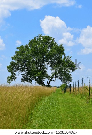 Lone tree on a hill in a sunny summer farm field