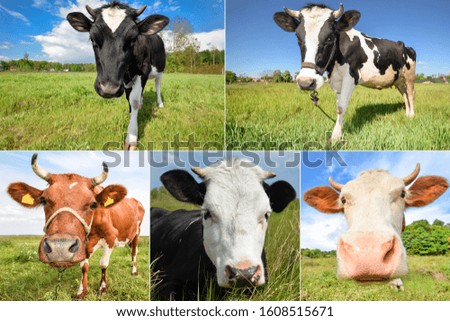 Collage of grazing cows and cattles with huge snout on the field. Farm animals concept