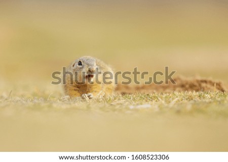 European Ground Squirrel, Spermophilus citellus, sitting in the grass during summer, detail animal portrait, Czech Republic.