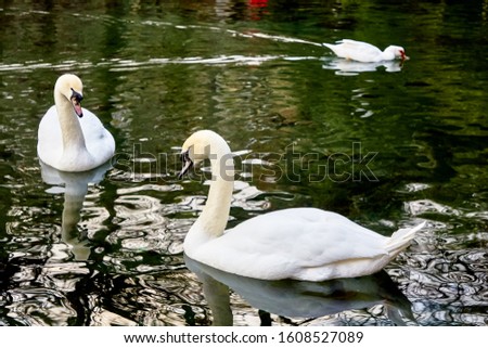 White swans swim in a pond with green water