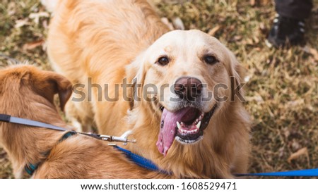 A selective focus shot of a  cute golden retriever dog standing next to another dog