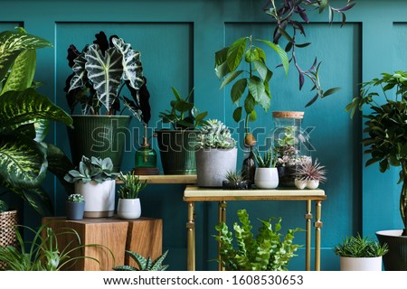 Stylish composition of home garden interior filled a lot of beautiful plants, cacti, succulents, air plant in different design pots. Green wall paneling. Template. Home gardening concept Home jungle. Royalty-Free Stock Photo #1608530653