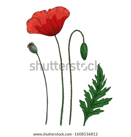 Red poppy flower. Papaver. Green stems and leaf. Set of elements for design. Hand drawn vector illustration. Isolated on white background.