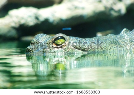 Green Gharial Crocodile eye in water
