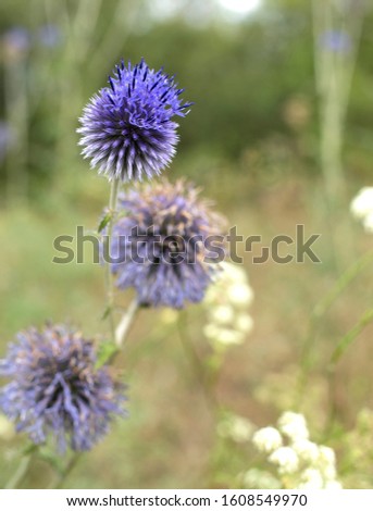 Purple flowers in nature. Beautiful blue globe thistle with wasp in a garden, close up.Echinops banaticus Blue Glow Globe Thistle.