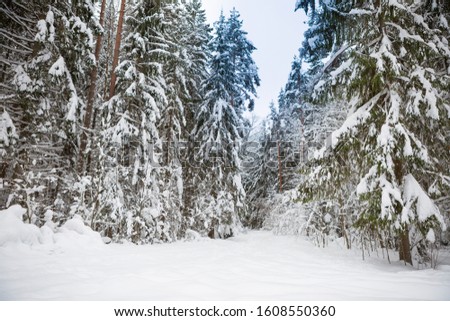 snow road in a winter forest