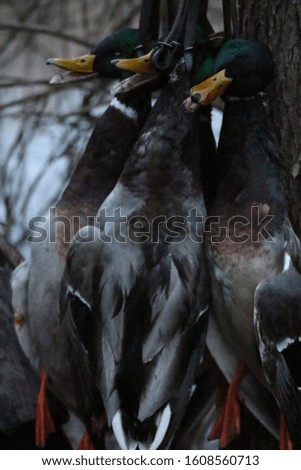 Duck hunting trip, arkansas hunt