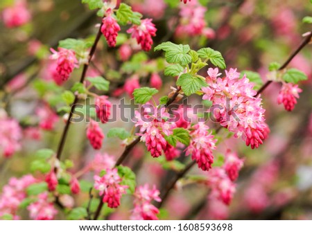 Red Flowering Currant (Ribes sanguineum) Royalty-Free Stock Photo #1608593698