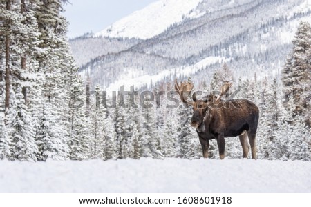 A moose in snow in Jasper Canada  Royalty-Free Stock Photo #1608601918