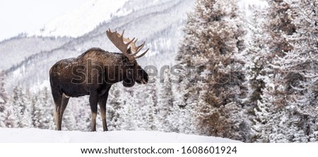 A moose in snow in Jasper Canada  Royalty-Free Stock Photo #1608601924