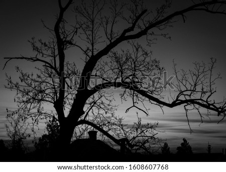 A greyscale shot of a leafless tree at night time - scary concept