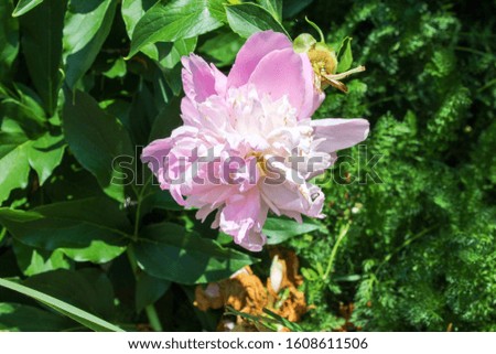Light pink blooming flower on a bush