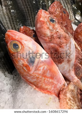 Fishes selling on the ice 