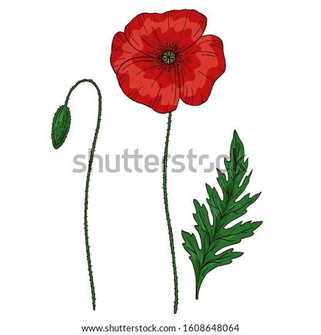 Red poppy flower. Papaver. Green stems and leaf. Set of elements for design. Hand drawn vector illustration. Isolated on white background.
