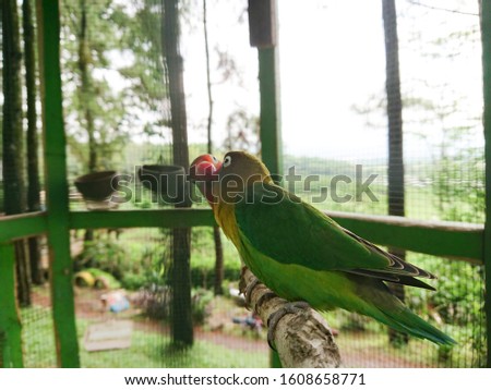 Two parrots sharing love with their partners