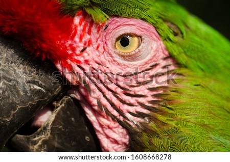macro detail of macaw eye