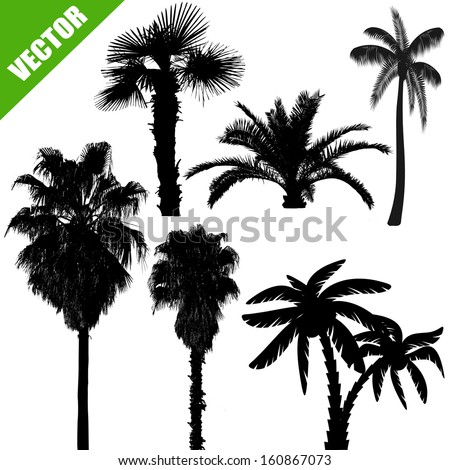 Set of palm tree silhouettes on white background, vector illustration