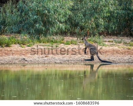 A one beautiful kangaroo is standing near Bogan river in regional town of Nyngan, New South Wales.