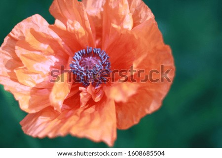 Orange Oriental Poppy Closeup Bloom