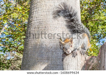Mexican gray squirrel on a tree trunk looking at camera, green foliage of a tree in blurred background, sunny winter day in Bosque Colomos public park in Guadalajara, Jalisco, Mexico