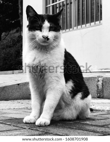 Black and white photo of street cat at the entrance