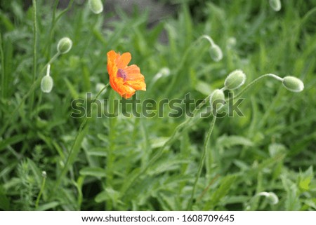 Orange Oriental Poppy Field Single Bloom Among Many Buds