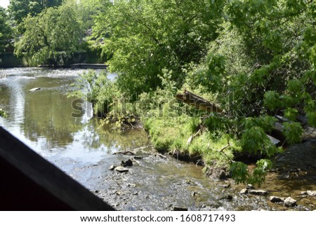 A river surrounded by trees and bushes under the sunlight during daytime