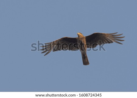 A low angle shot of a hawk with beautiful feathers flying on a blue background
