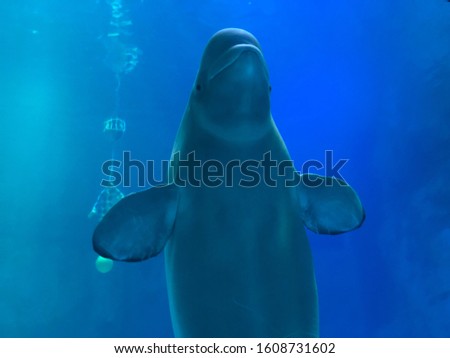 I took a picture of the white dolphin Beluga.