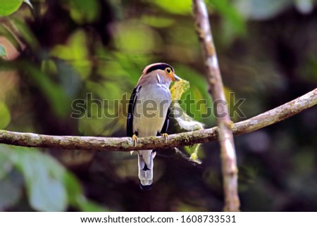 The Silver-breasted Broadbill on branch in nature, Thailand