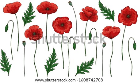 Red poppy flowers. Papaver. Green stems and leaves. Big set of elements for design. Hand drawn vector illustration. Isolated on white background.