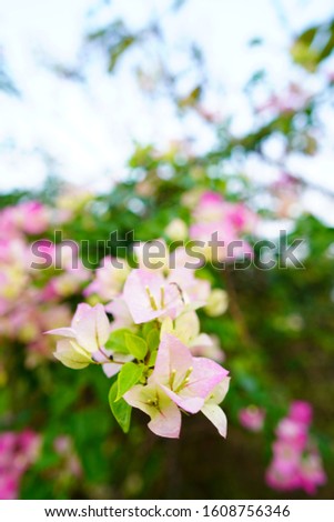 paper flowers white NYCTAGINACEAE,Bougainvillea flowers texture and background. Red flowers of bougainvillea tree. Pink bougainvillea flower in close up,Bougainvillea vine with yellow flowers
