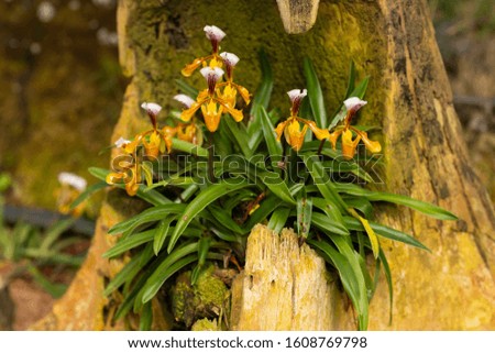 Blooming  orchid on a green background in nature.