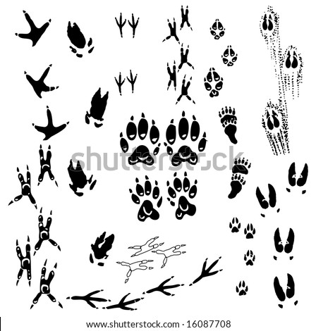 COYOTE-TRACK Stock Vector Images - Avopix.com