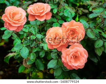 Five Coral Orange Roses Against Green Leaves in a Garden Bed. Picture Taken of Salmon Orange Flowers at the Botanical Garden.