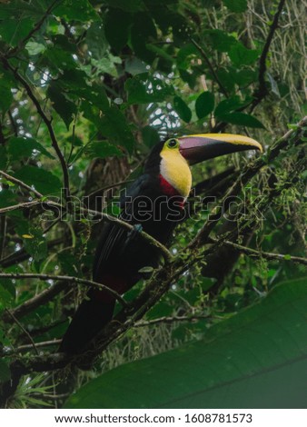 Big Toucan perched right in fornt of the camera