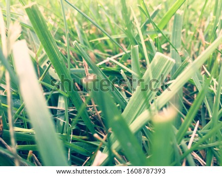 A close-up picture of some grass
