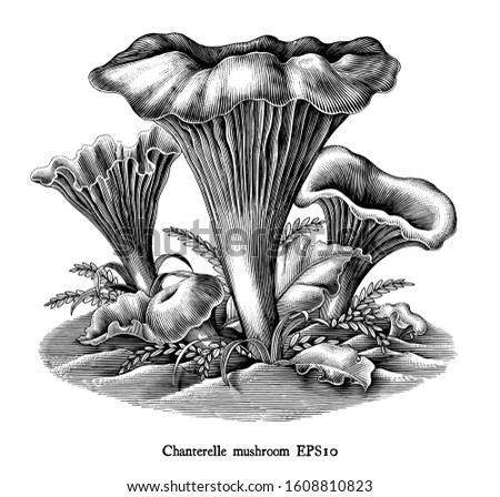 Antique engraving illustration of Chanterelle Mushroom hand draw black and white clip art isolated on white background