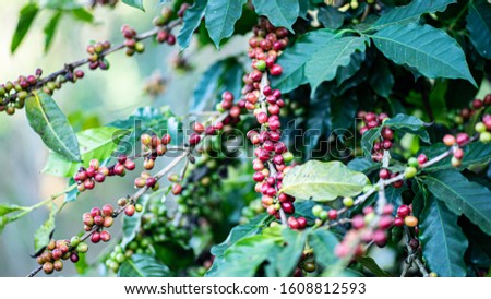 The tree Arabica coffee  its result of it is called cherries they are starting to ripen so there are colors red yellow green mingle on a branch and green leaves look natural to look beautiful.
