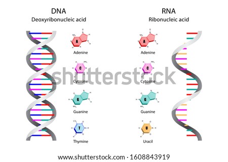 DNA-RNA-CLIP-ART-IMAGE Stock Vector Images - Avopix.com