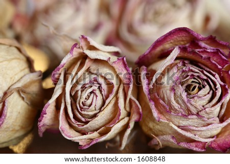 closeup picture of dried roses